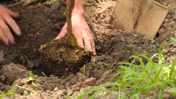 Człowiek, sadzenie drzew. Wschód słońca. Sylwetka. Wiosną. 4 k zwolnionym tempie — Wideo stockowe