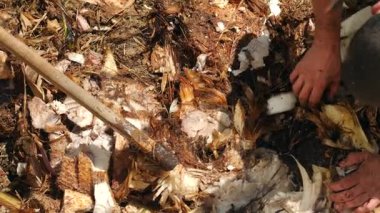 bir adam Boyutlanmış muz palmiye parçaları toplar. 4 k yavaş hareket