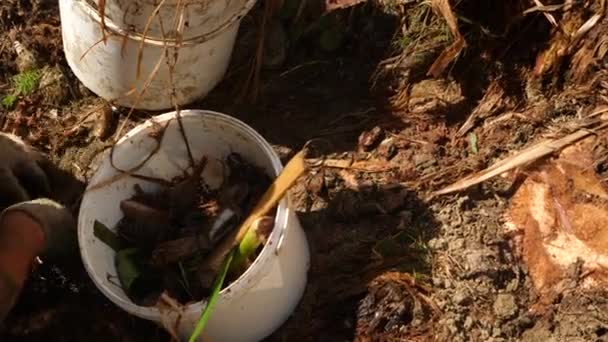 Un hombre recoge trozos de palma de plátano aserrada. 4k cámara lenta — Vídeos de Stock