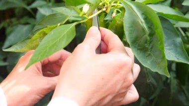 acı biber gelişimi çalışma. Genetik mühendisliği. 4 k yakın çekim. Ağır çekim