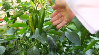 acı biber gelişimi çalışma. Genetik mühendisliği. 4 k yakın çekim. Ağır çekim