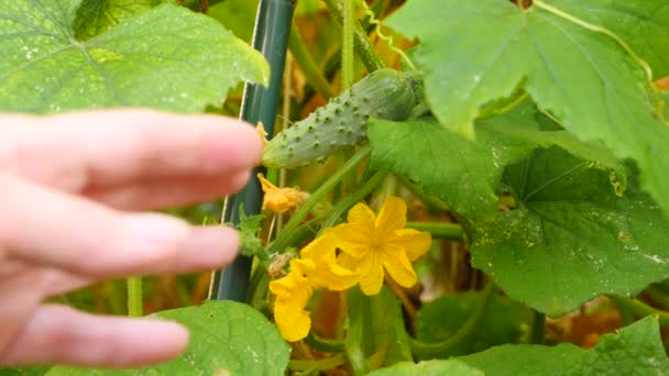 Study of the development of cucumbers. Genetic Engineering. close-up of 4k. Slow motion — Stock Video