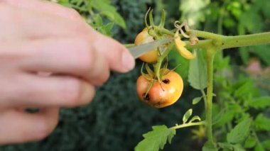 domates gelişimi çalışma. Genetik mühendisliği. yakın çekim 4k. Ağır çekim