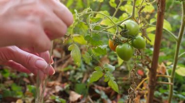 domates gelişimi çalışma. Genetik mühendisliği. yakın çekim 4k. Ağır çekim