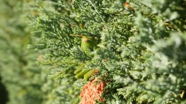 Yeşil çekirge. Makro, renkli. 4 k yavaş hareket