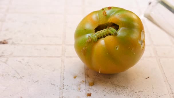 Study of the development of tomatoes. Genetic Engineering. close-up 4k. Slow motion — Stock Video