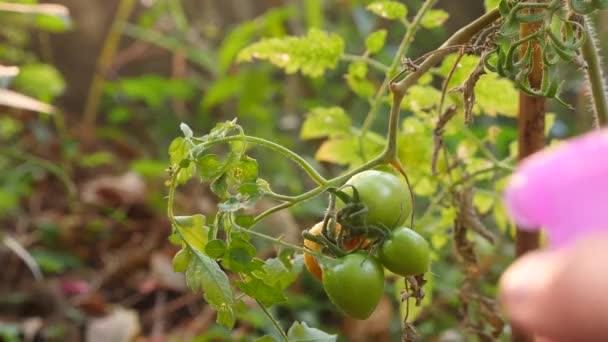 Estudio del desarrollo de los tomates. Ingeniería genética. Primer plano 4k. Movimiento lento — Vídeos de Stock