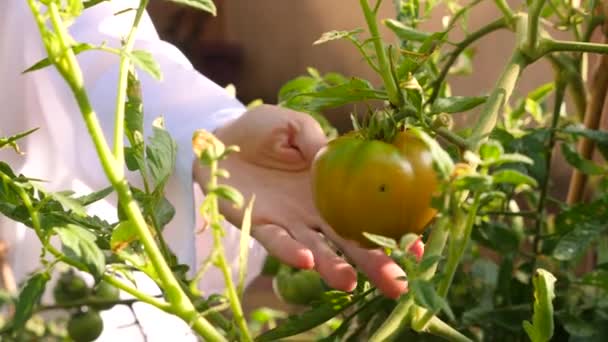 Mempelajari perkembangan dari tomat-tomat. Rekayasa genetika. close-up 4k. Gerakan lambat — Stok Video