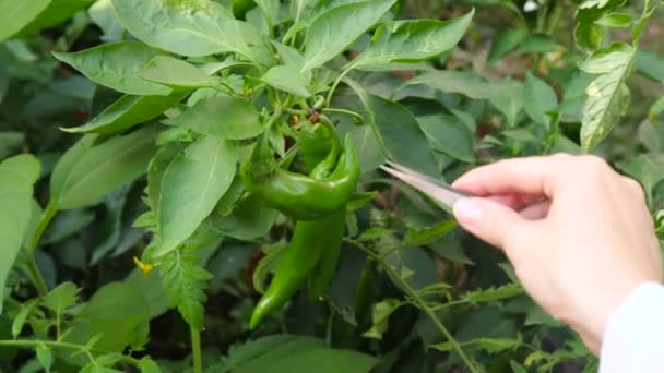 Estudio del desarrollo de la pimienta picante. Ingeniería genética. primer plano de 4k. Movimiento lento — Vídeos de Stock