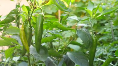 acı biber gelişimi çalışma. Genetik mühendisliği. 4 k yakın çekim. Ağır çekim