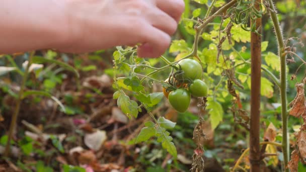 Tanulmány a paradicsom fejlődését. Géntechnológia. közeli kép: 4k. Lassú mozgás — Stock videók