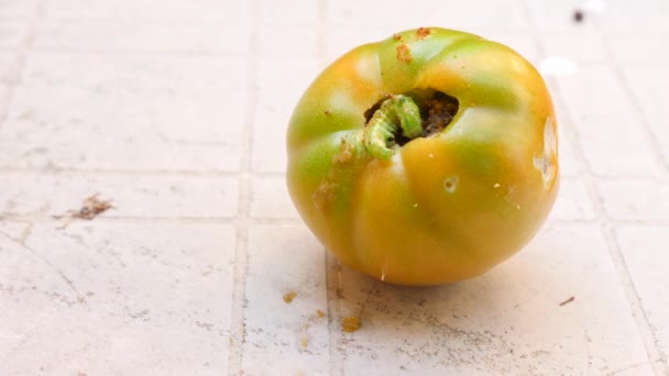 Estudo do desenvolvimento de tomates. Engenharia Genética. close-up 4k. Movimento lento — Vídeo de Stock