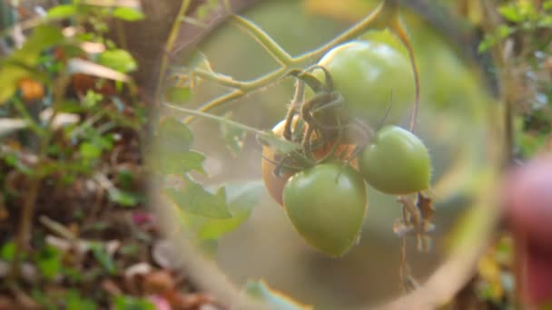 Study of the development of tomatoes. Genetic Engineering. close-up 4k. Slow motion — Stock Video