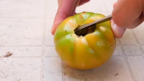 Undersøgelse af udviklingen af tomater. Gensplejsning. close-up 4k. Langsom bevægelse – Stock-video