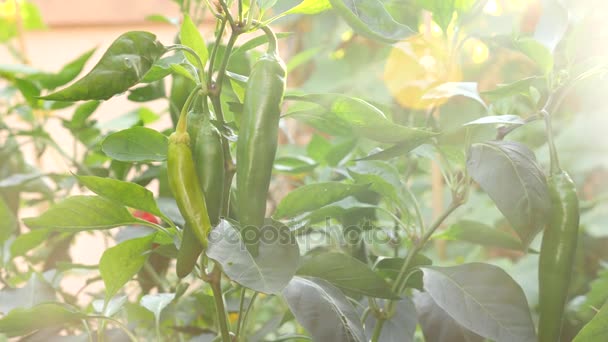 Study of the development of hot pepper. Genetic Engineering. close-up of 4k. Slow motion — Stock Video