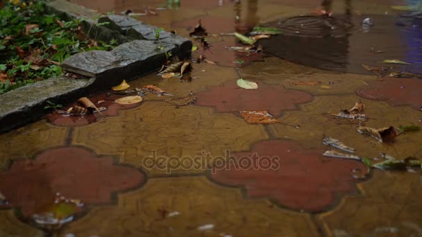 Drops of rain fall in the autumn puddle. 4k, slow motion — Stock Video