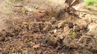 adam bir ağaç dikme. Güneş doğuyor. Siluet. Bahar. 4 k yavaş hareket