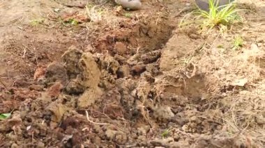 adam bir ağaç dikme. Güneş doğuyor. Siluet. Bahar. 4 k yavaş hareket