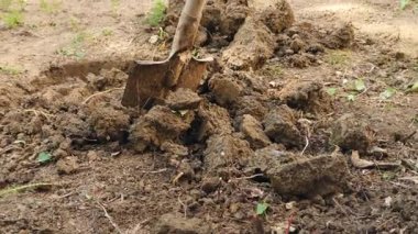 adam bir ağaç dikme. Güneş doğuyor. Siluet. Bahar. 4 k yavaş hareket