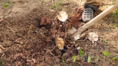 adam bir ağaç dikme. Güneş doğuyor. Siluet. Bahar. 4 k yavaş hareket