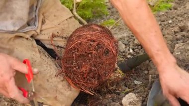 adam bir ağaç dikme. Güneş doğuyor. Siluet. Bahar. 4 k yavaş hareket