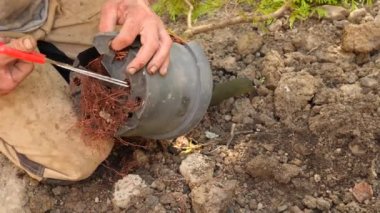 adam bir ağaç dikme. Güneş doğuyor. Siluet. Bahar. 4 k yavaş hareket