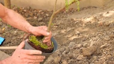 adam bir ağaç dikme. Güneş doğuyor. Siluet. Bahar. 4 k yavaş hareket