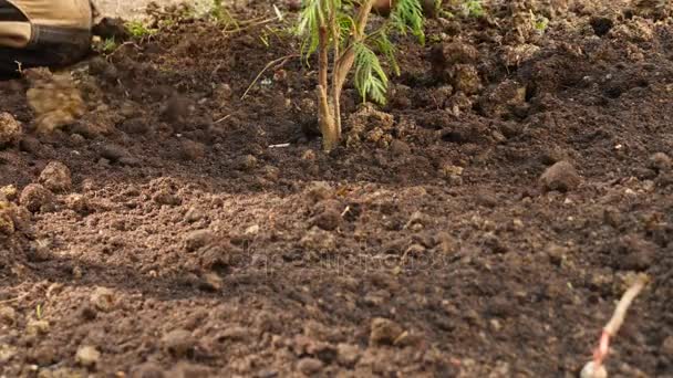 Hombre plantando un árbol. Amanecer. Silueta. Primavera. 4k cámara lenta — Vídeos de Stock