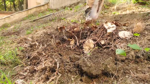 Un homme plantant un arbre. Au lever du soleil. Silhouette. Le printemps. 4k au ralenti — Video