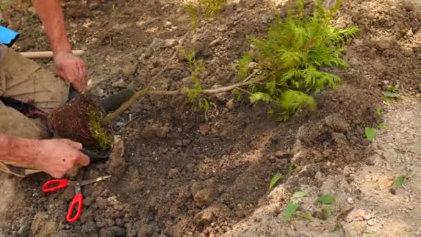 Hombre plantando un árbol. Amanecer. Silueta. Primavera. 4k cámara lenta — Vídeo de stock