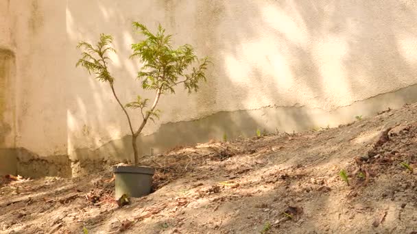 Hombre plantando un árbol. Amanecer. Silueta. Primavera. 4k cámara lenta — Vídeo de stock