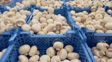 Mantar Market sepetinde. yakın çekim, bir el mans petrol üstünde belgili tanımlık sayaç seçin. 4k, ağır çekim.