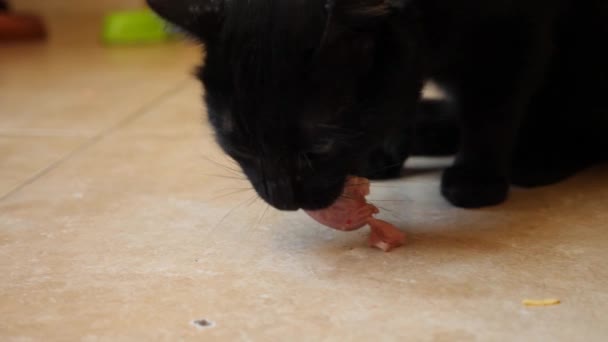 En svart katt äter en rå kyckling hals. 4k, Slowmotion — Stockvideo