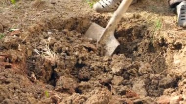 adam bir ağaç dikme. Güneş doğuyor. Siluet. Bahar. 4 k yavaş hareket