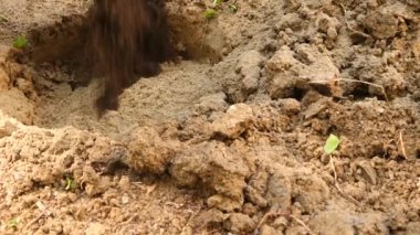 adam bir ağaç dikme. Güneş doğuyor. Siluet. Bahar. 4 k yavaş hareket