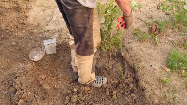 Un homme plantant un arbre. Au lever du soleil. Silhouette. Le printemps. 4k au ralenti — Video