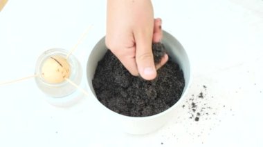 pota drenaj ve avokado evde dikim için toprak ile doldurma. 4k, ağır çekim