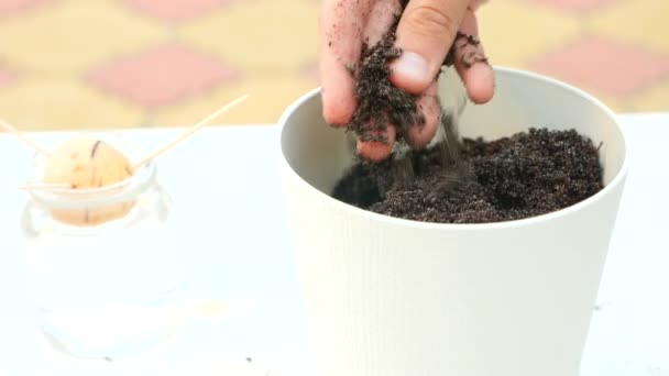 Het vullen van de pot met drainage en grond voor het planten van avocado's thuis. 4k, slow-motion — Stockvideo