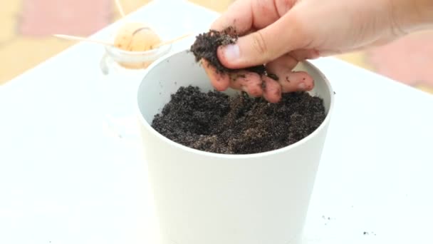 Pota drenaj ve avokado evde dikim için toprak ile doldurma. 4k, ağır çekim — Stok video
