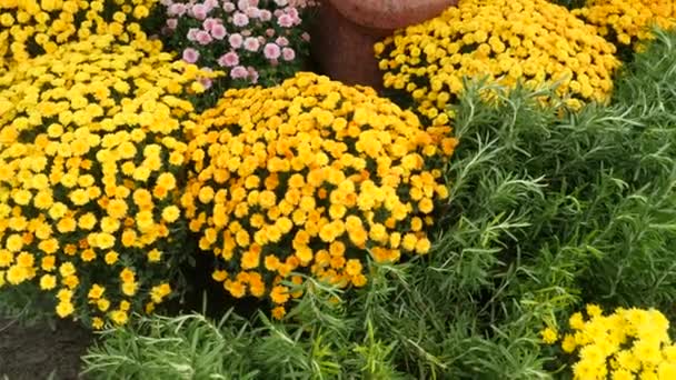 온실에 꽃과 식물의 아름 다운. 여자 조 경 디자이너 정원 상점에서 식물을 선택합니다. 4 k, 슬로우 모션 — 비디오