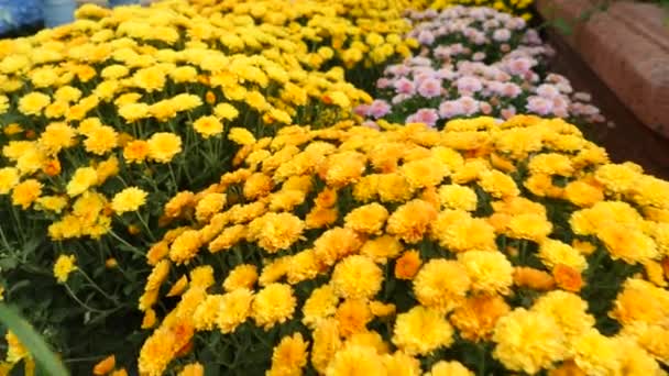 Mooie planten en bloemen in een kas. vrouw landschap ontwerper selecteert planten in de tuin winkel. 4k, slow-motion — Stockvideo