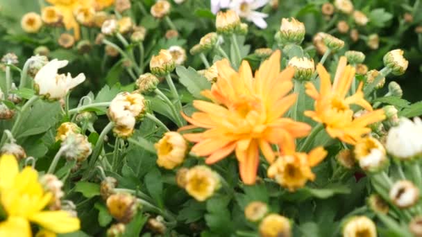 belle des plantes et des fleurs dans une serre. femme paysagiste sélectionne des plantes dans le magasin de jardin. 4k, au ralenti 