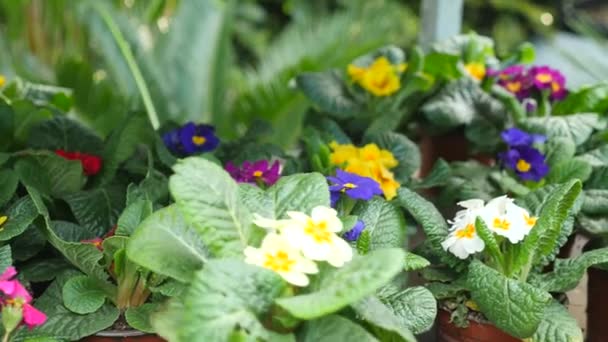 Hermoso de plantas y flores en un invernadero. mujer paisajista selecciona plantas en la tienda de jardín. 4k, cámara lenta — Vídeo de stock