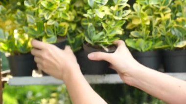 bitki ve çiçek bir sera içinde güzel. kadın peyzaj tasarımcısı bitkiler Bahçe deposunda seçer. 4k, ağır çekim