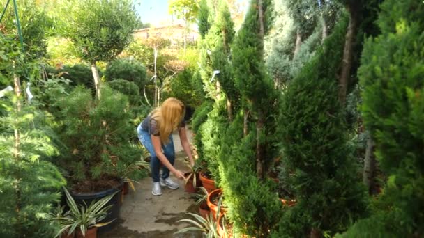 Vackra växter och blommor i ett växthus. kvinna landskap designer väljer växter i trädgården store. 4k, Slowmotion — Stockvideo