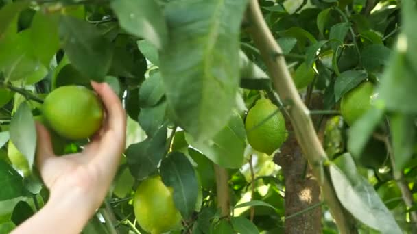 Belle des plantes et des fleurs dans une serre. femme paysagiste sélectionne des plantes dans le magasin de jardin. 4k, au ralenti — Video