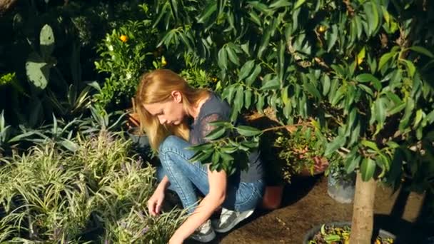 Bello di piante e fiori in una serra. donna paesaggista seleziona le piante nel negozio giardino. 4k, rallentatore — Video Stock