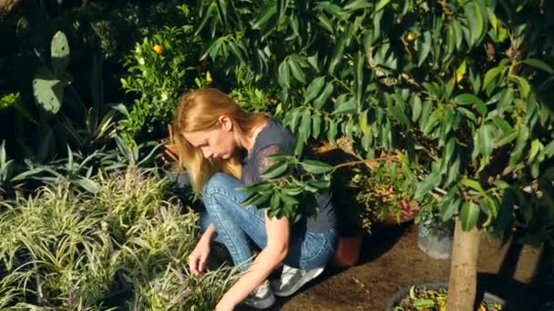 植物の温室の花は美しい。女性ランドス ケープ デザイナーは、園芸店で植物を選択します。4 k、スローモーション — ストック動画