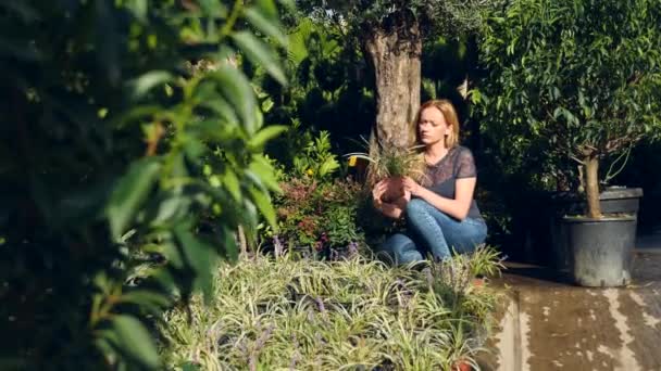 Szép növények és virágok, az üvegházhatást okozó. nő táj tervező választja ki a növényeket a kerti tárolóban. 4k, lassú mozgás — Stock videók