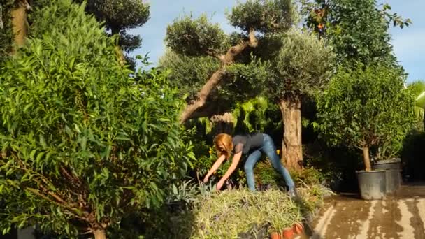 Bela de plantas e flores em uma estufa. designer de paisagem mulher seleciona plantas na loja do jardim. 4k, câmera lenta — Vídeo de Stock